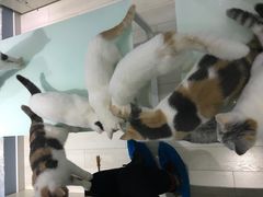 -喵的天空名猫咖啡馆·撸猫·猫舍·用品