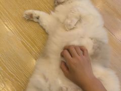 -猫咪派对(江南西店)
