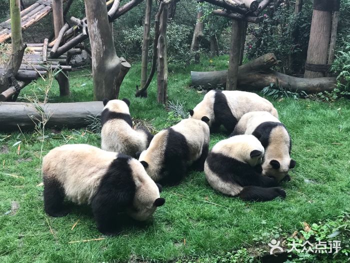成都大熊猫繁育研究基地图片
