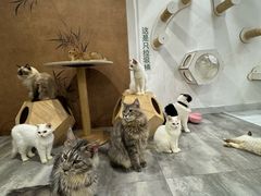 -楼上猫咖(罗湖店)