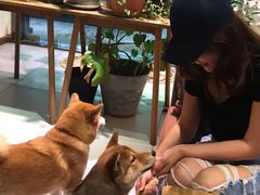 -柴务处·柴犬主题狗咖