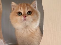 -东方名猫馆·英短金渐层布偶猫舍(环线广场1号楼店)