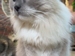 -豆逗聊愈猫阁Easy Life