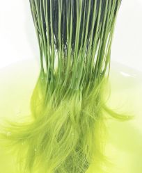 -SALON V