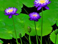 -国家植物园南园