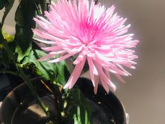 -张一元茶庄(望京店)