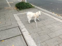 -萌兽医馆·宠物医院·猫骨科(创景店)