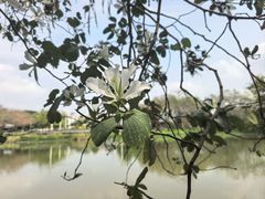 -海珠湖公园