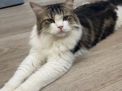 -柴迷FANS CLUB·柴犬狗咖·猫咖