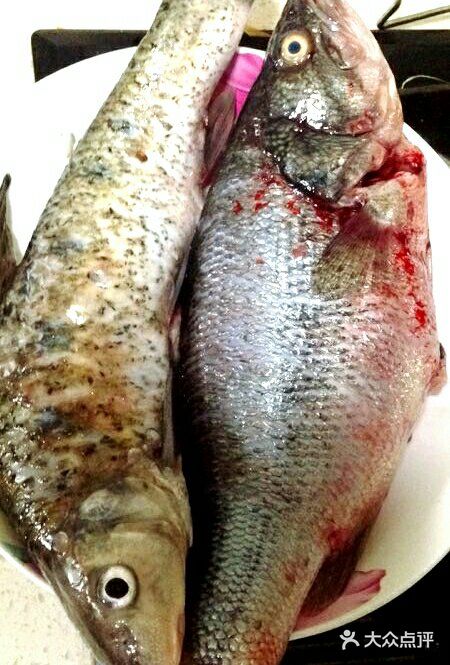 吃太湖水產,一定要吃原汁原味鮮嫩的激浪魚