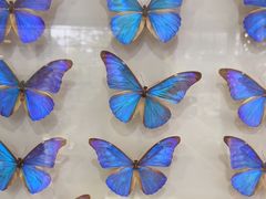 -上海大自然野生昆虫馆(东方明珠·爬宠昆虫探索中心)