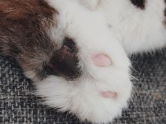 -喵园·猫主题咖啡厅·撸猫·猫咖(国贸店)