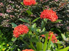 -河源万绿湖美思威尔顿酒店