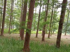 -黄海国家森林公园