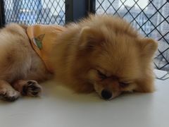 -怪兽屋·羊驼·猫咖·狗咖(俊华广场店)