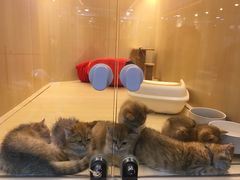 -momokira米努特·德文卷毛猫·棉花面纱犬