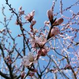 春分
