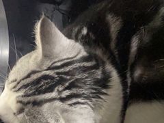 -佳雯宠物医院·皮肤科·内外科(春晓路分院)