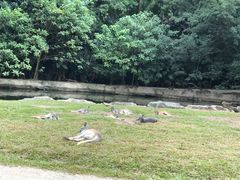 -广州长隆野生动物世界