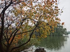 -大兴滨河森林公园