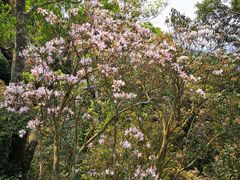 -梧桐山风景名胜区