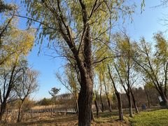 -昆山城市生态森林公园