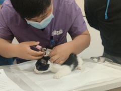 -萌兽医馆·犬猫专科·眼科中心·宠物医院(朝阳门分院)