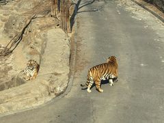 -大连森林动物园