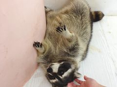 -浣熊柯尔鸭土拨鼠·电玩咖