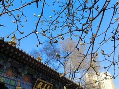 -护国法轮寺
