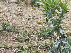 -泉州海丝野生动物世界