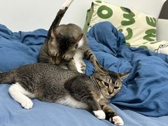 -凯特喵百思猫专科医院