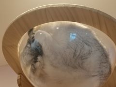 -猫咪派对(江南西店)