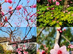 -上海醉白池公园