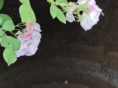 -巡塘古镇