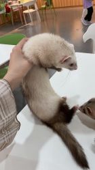 -Moni星球萌宠·小马宝莉·灵蛇·高端高阶全萌宠互动体验俱乐部(红豆国际广场店)
