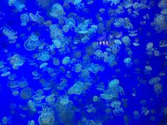 -江和美海洋公园