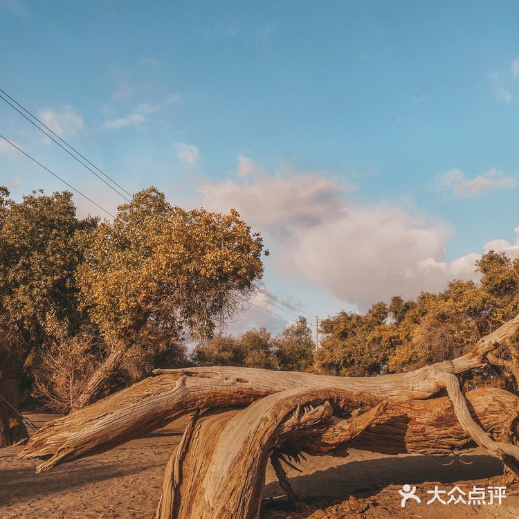 秋天必去的额济纳🍁每年国庆如期而至‼️