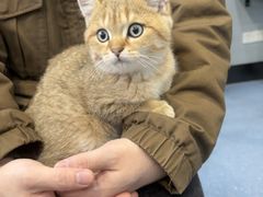 -伟伟宠物医院·瑞派猫友好医院·猫科(光谷店)