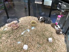 -宠物世家(仲盛世界商城店)