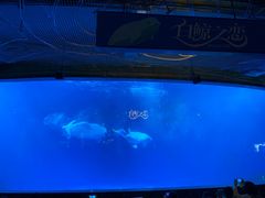 -海合安成都极地海洋公园