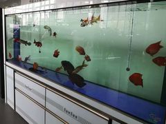 -上海华帆旗开比亚迪4S店(浦东北路店)