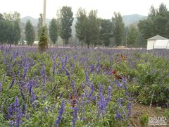 -紫海香堤香草艺术庄园