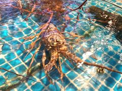 -新金盛·海鲜酒楼(盐田店)