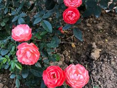 -人民公园(罗湖区)