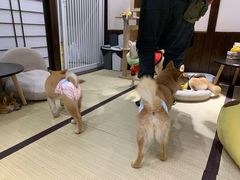 -逗柴咖啡屋·狗咖猫咖宠物桌游