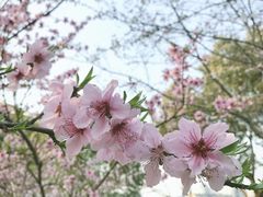 -上海市实验学校
