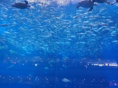 -成都浩海立方海洋公园