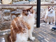 -喵屿·大理花园猫咖