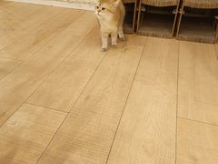 -Let's go狗咖·猫咖·奶狗·桌游(春熙路IFS店)